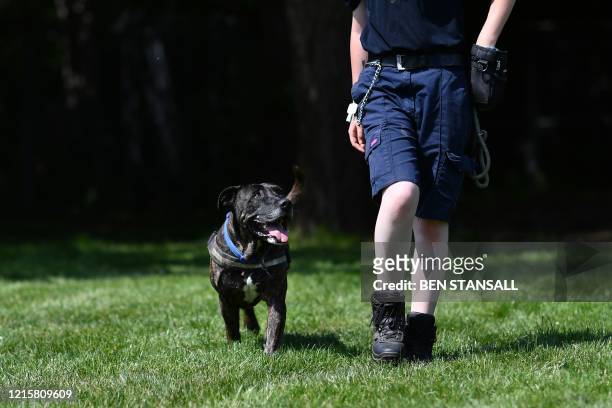 Member of staff exercises a Staffordshire Bull Terrier named 'Dave' at RSPCA Leybourne Animal Centre in south-east England, on May 27 during the...