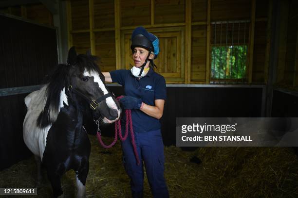 Member of staff grooms a pony at RSPCA Leybourne Animal Centre in south-east England, on May 27 during the COVID-19 pandemic. - Royal Society for the...
