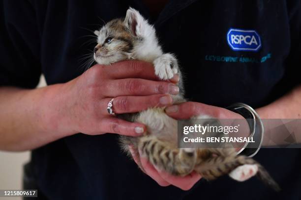 1,399 Royal Society For The Prevention Of Cruelty To Animals Photos and Premium High Res Pictures - Getty Images 1,399 Royal Society For The Prevention Of Cruelty To Animals Photos and Premium High Res Pictures - Getty Images