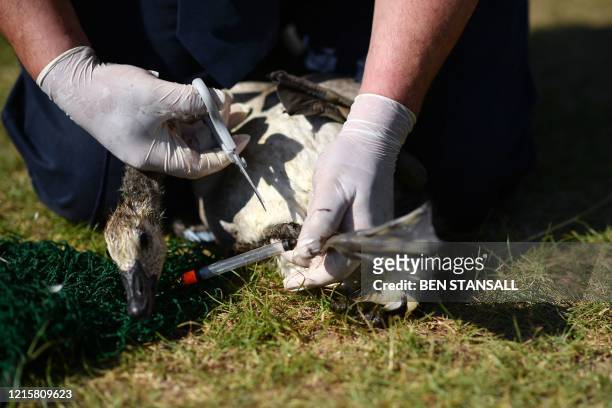 Collection Officer Brian Milligan removes fishing line and float from the leg of an injured canada goose gosling at a fishing lake in Tonbridge in...