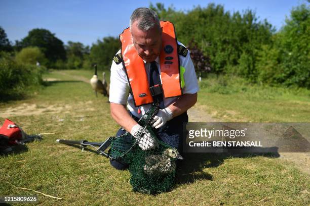 Collection Officer Brian Milligan captures an injured canada goose gosling at a fishing lake in Tonbridge in south-east England, on May 27 during the...