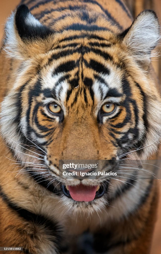 Bengal Tiger Ranthambore National Park Rajasthan India Photo Getty Images bengal-tiger-ranthambore-national-park-rajasthan-india-photo-getty-images