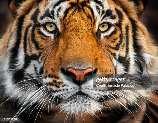 bengal tiger in rantahmbore national park, rajasthan, india - ranthambore national park stockfoto's en -beelden