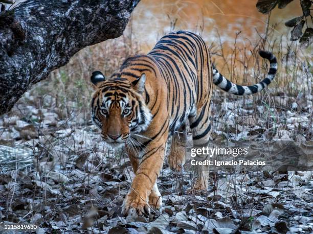 bengal tiger, ranthambore national park, rajasthan, india - ranthambore national park stock-fotos und bilder