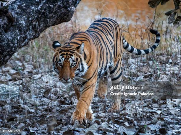 bengal tiger, ranthambore national park, rajasthan, india - ranthambore national park bildbanksfoton och bilder