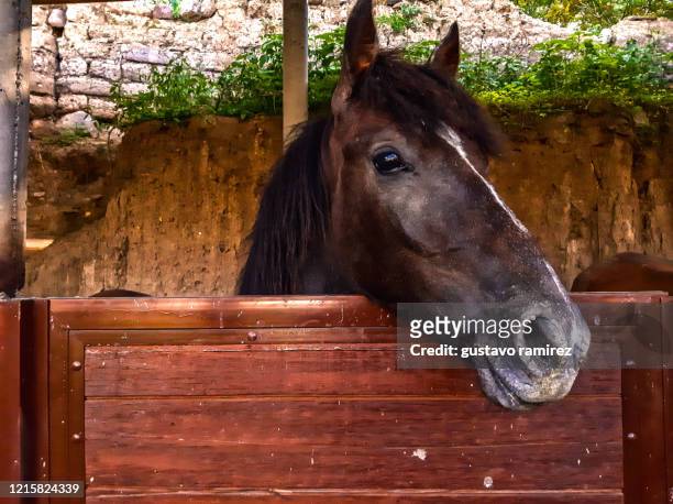horse head portrait - bay horse stockfoto's en -beelden