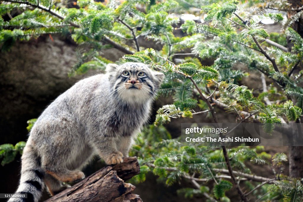 A Pallas's cat, or Manul is seen during the Kobe Animal Kingdom on... News Photo - Getty Images A Pallas's cat, or Manul is seen during the Kobe Animal Kingdom on... News Photo - Getty Images