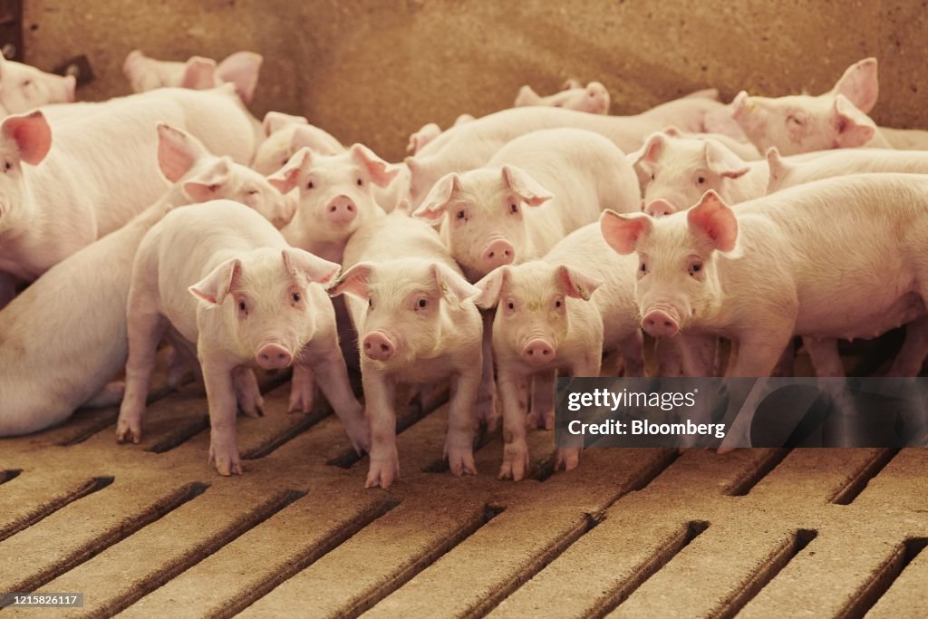 A Hog Farm As Pork Prices Increase Amid Meat Industry Changes From Coronavirus