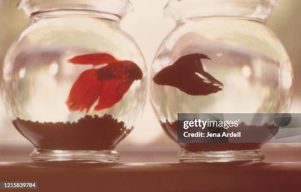 fishbowls: conceptual image for relationships, relationship problems, and social distancing - kampffische stock-fotos und bilder