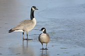 Canada goose and cackling goose