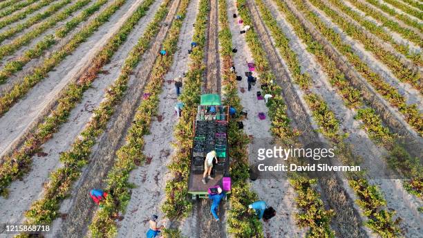 An aerial view of workers harvesting Cinsault grapes on Gras En Dal farm for Silvervis, a winery dedicated to making natural wines that are unfined...