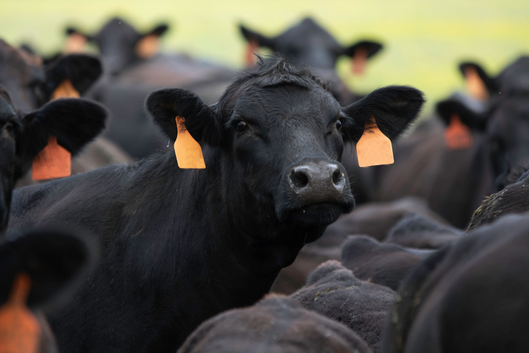 Angus cow face in tightly packed herd Angus cow face in tightly packed herd