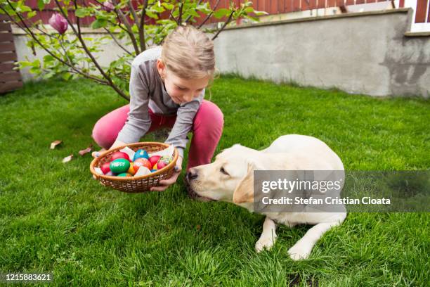 girl showing easter eggs basket to her dog at easter - dog easter stock-fotos und bilder