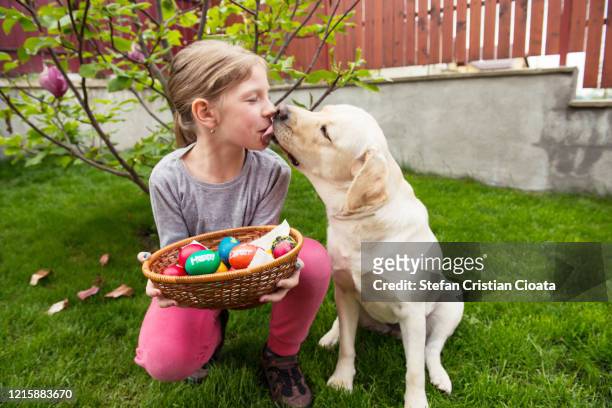 labrador licking a girl at easter - dog easter stock-fotos und bilder