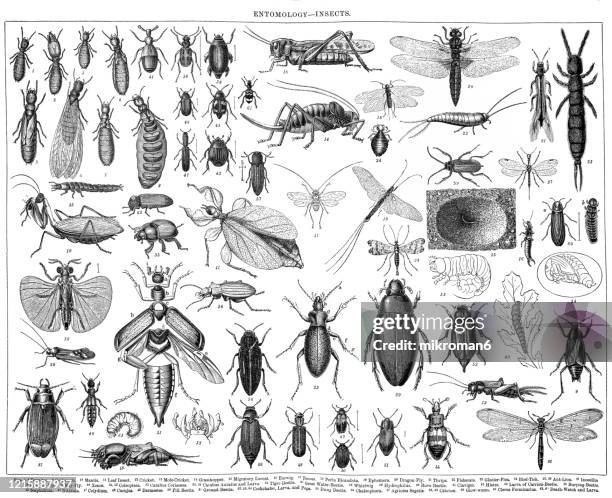 old engraved illustration of entomology- insects. antique illustration, popular encyclopedia published 1894. copyright has expired on this artwork - larva stock-fotos und bilder