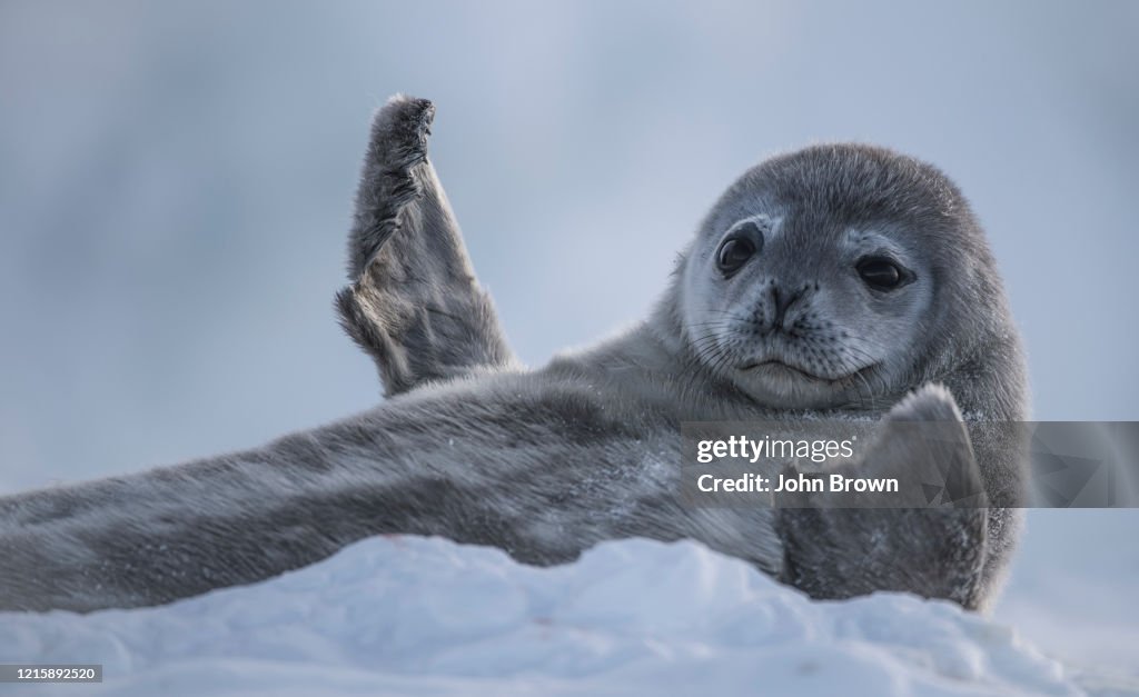 Weddell Seal, (Leptonychotes weddellii), single seal pup lying on ice