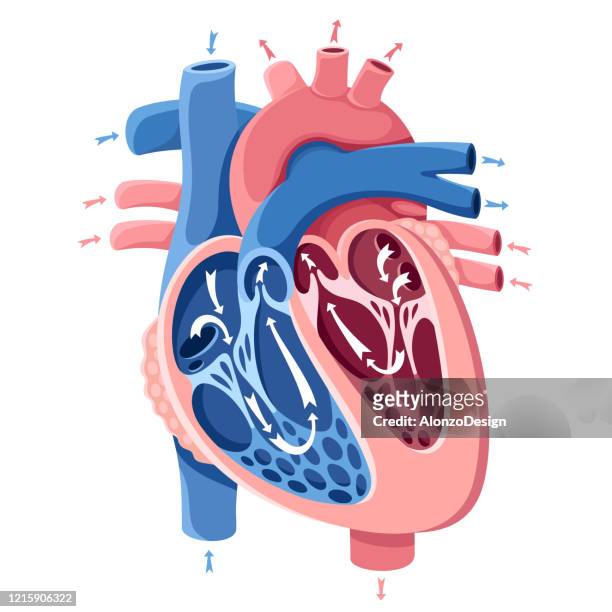 Human Heart Anatomy High-Res Vector Graphic - Getty Images