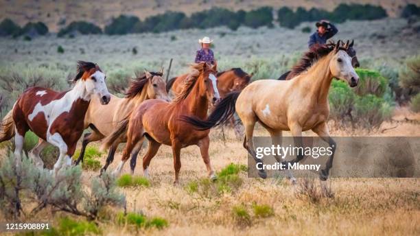 cowboys bringing back herd of young wild horses usa - chasing perfection stock pictures, royalty-free photos & images