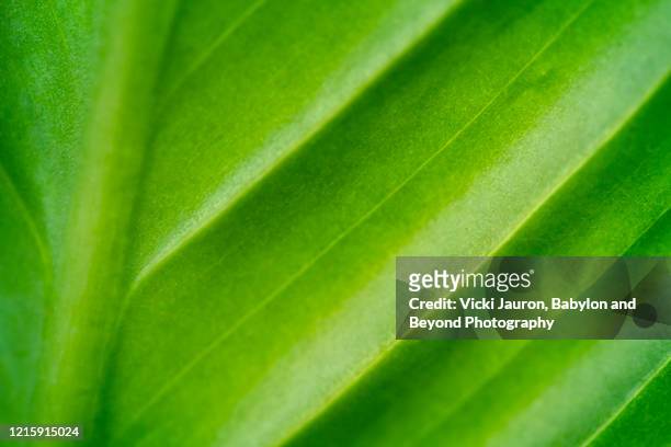 textured close up design of palm leaf in vibrant green - citrus fruit background stock pictures, royalty-free photos & images