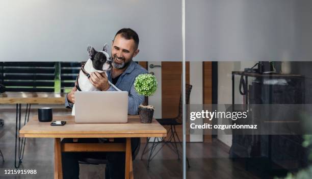 graphic designer works at home office with his french bulldog puppy - man laptop dog stock pictures, royalty-free photos & images