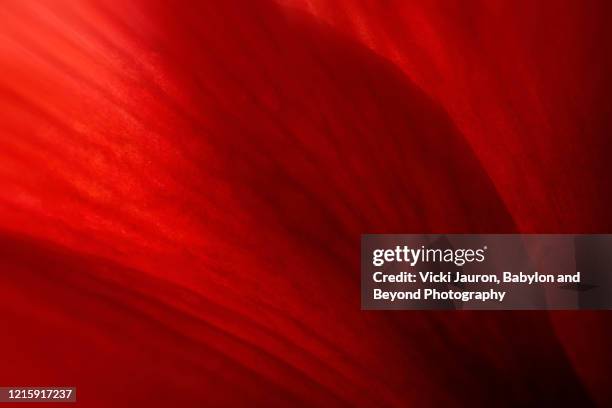 dramatic red macro view of amaryllis petal in winter - red texture stockfoto's en -beelden