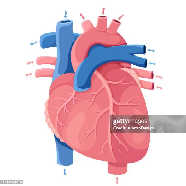 human heart. anatomy - artery stock illustrations