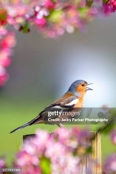 close-up image of a male chaffinch bird singing on the branch of a crab apple tree with spring blossom - chaffinch stockfoto's en -beelden