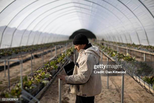 Mitko Christop, from Bulgaria, a seasonal worker tends to strawberries inside a Polytunnel ahead of the fruit picking season at a farm on March 31,...