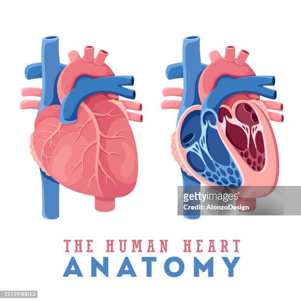 anatomy of the human heart - human heart stock illustrations