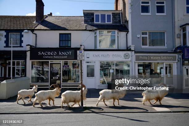 Mountain goats roam the streets of LLandudno on March 31, 2020 in Llandudno, Wales. The goats normally live on the rocky Great Orme but are...