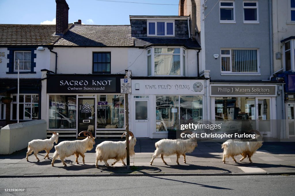 Goats Roam Welsh Town As Coronavirus Lockdown Empties Its Streets