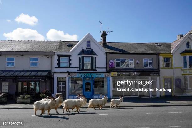 Mountain goats roam the streets of LLandudno on March 31, 2020 in Llandudno, Wales. The goats normally live on the rocky Great Orme but are...