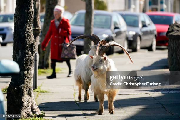 Mountain goats roam the streets of LLandudno on March 31, 2020 in Llandudno, Wales. The goats normally live on the rocky Great Orme but are...