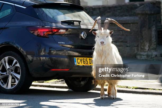 Mountain goats roam the streets of LLandudno on March 31, 2020 in Llandudno, Wales. The goats normally live on the rocky Great Orme but are...