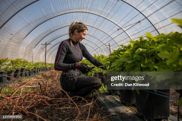 Seasonal worker Anna Maria from Romania, tends to raspberries inside a Polytunnel ahead of the fruit picking season at a farm on March 31, 2020 in...