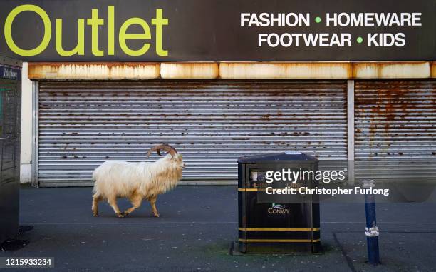 Mountain goats roam the streets of LLandudno on March 31, 2020 in Llandudno, Wales. The goats normally live on the rocky Great Orme but are...