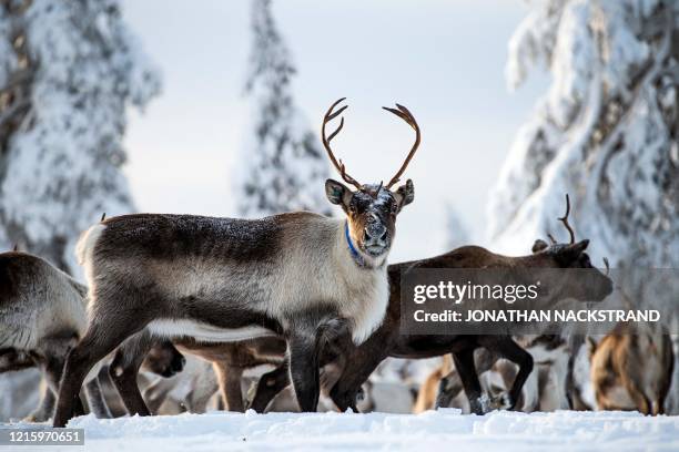 Reindeers from the Vilhelmina Norra Sameby, are pictured at their winter season location on February 4, 2020 near Ornskoldsvik in northern Sweden. -...