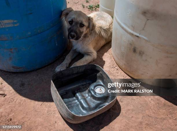 Dog with an empty water bowl outside his home near the Navajo Nation town of Fort Defiance in Arizona on May 22, 2020. - According to the Centers for...