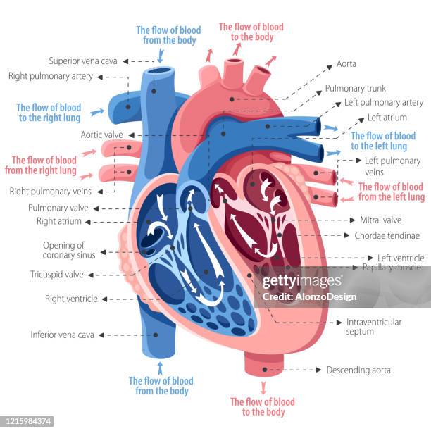 the human heart. anatomy - anatomical valve stock illustrations