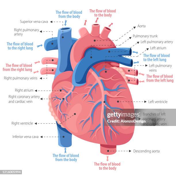 ilustraciones, imágenes clip art, dibujos animados e iconos de stock de anatomía del corazón humano - ventrículo izquierdo