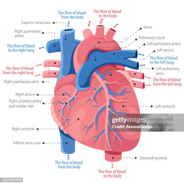 stockillustraties, clipart, cartoons en iconen met menselijke hartanatomie - coronary arteries diagram