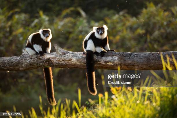 lemur in their natural habitat, madagascar. - lemur stockfoto's en -beelden