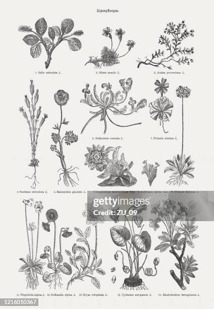alpenpflanzen, holzstiche, erschienen 1893 - jasmin stock-grafiken, -clipart, -cartoons und -symbole