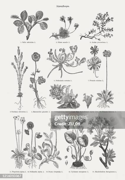 alpenpflanzen, holzstiche, erschienen 1893 - buttercup stock-grafiken, -clipart, -cartoons und -symbole