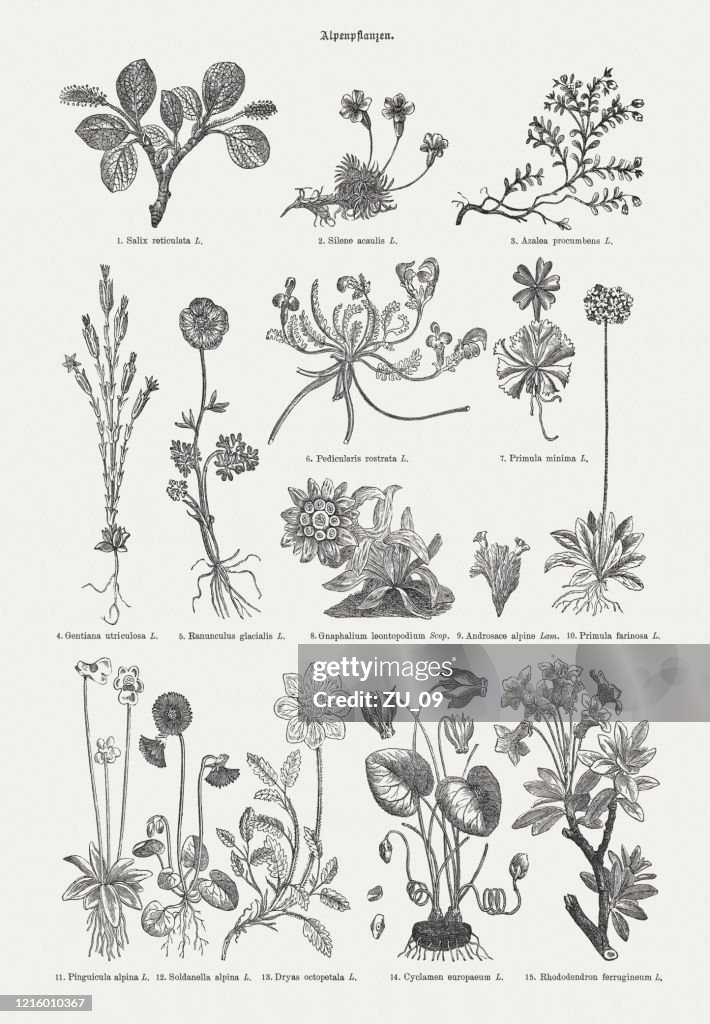 Alpine plants, wood engravings, published in 1893