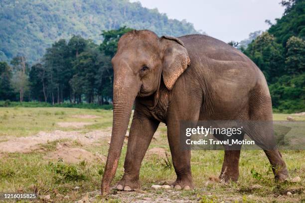 elephant rescue park in chiang mai, thailand - asiatischer elefant stock-fotos und bilder