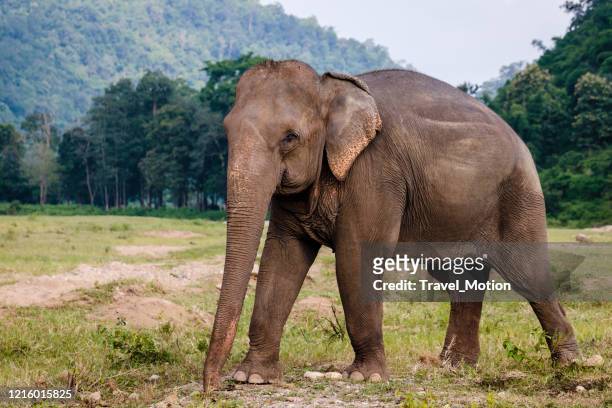elephant rescue park in chiang mai, thailand - asian elephant stock pictures, royalty-free photos & images