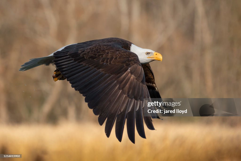 Bald Eagle Profile In Flight High-Res Stock Photo - Getty Images