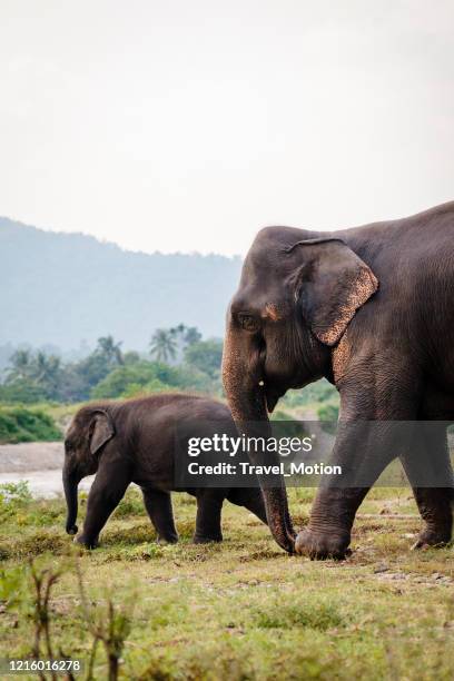 elephant rescue park in chiang mai, thailand - elephant stock pictures, royalty-free photos & images
