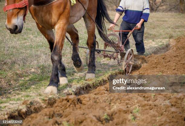 horse ploughing - ploughing stock pictures, royalty-free photos & images